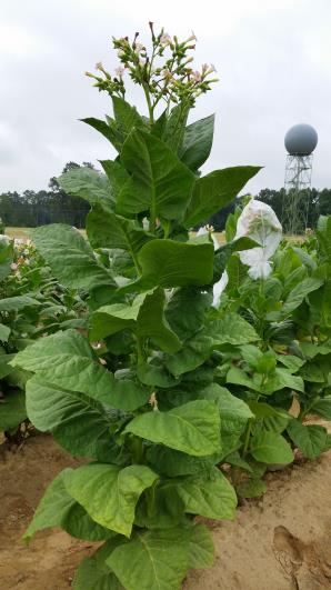 PLANT